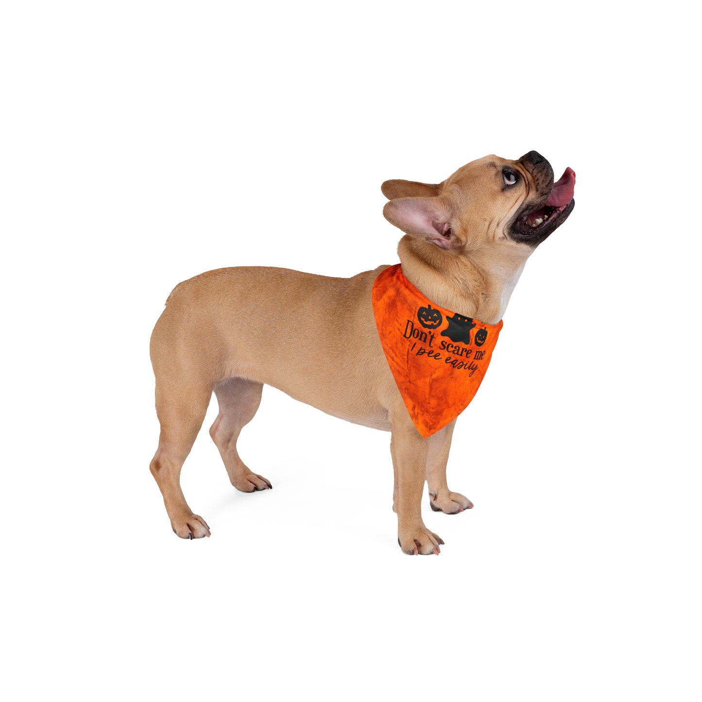 Don't Scare Me, I Pee Easily Halloween Dog Bandana